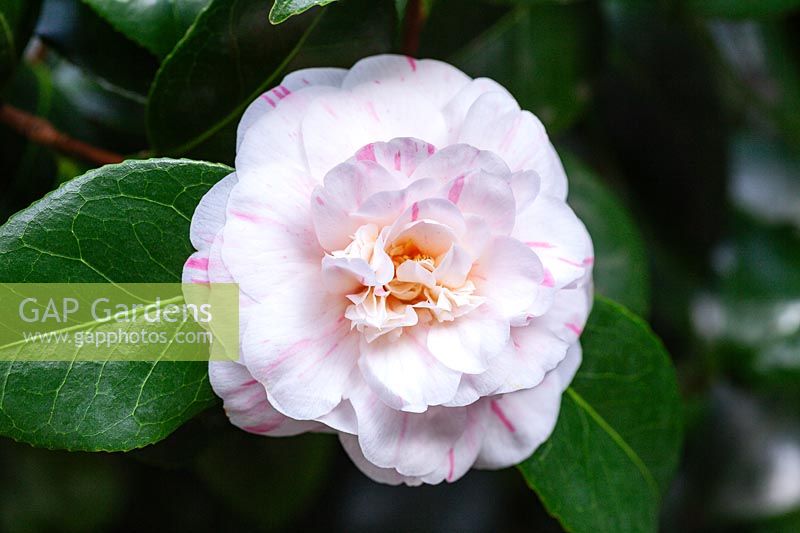 Camellia japonica 'Marguerite Gouillon' 