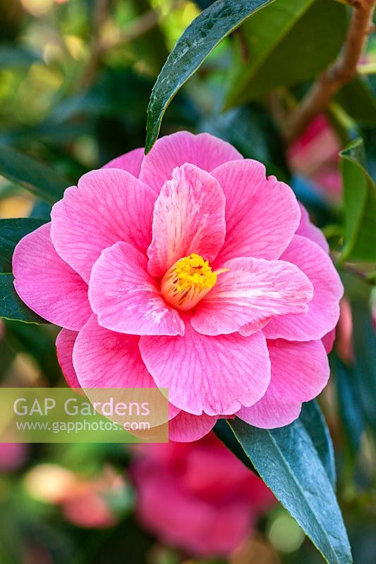 Camellia 'Maud Messel' reticulata x williamsii