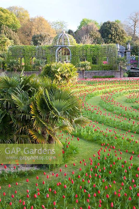 View of mown labyrinth planted with display of Tulips and palms. Arundel Castle, West Sussex, UK
