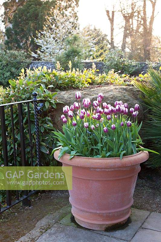 Tulipa 'Rems Favourite' in terracotta pot