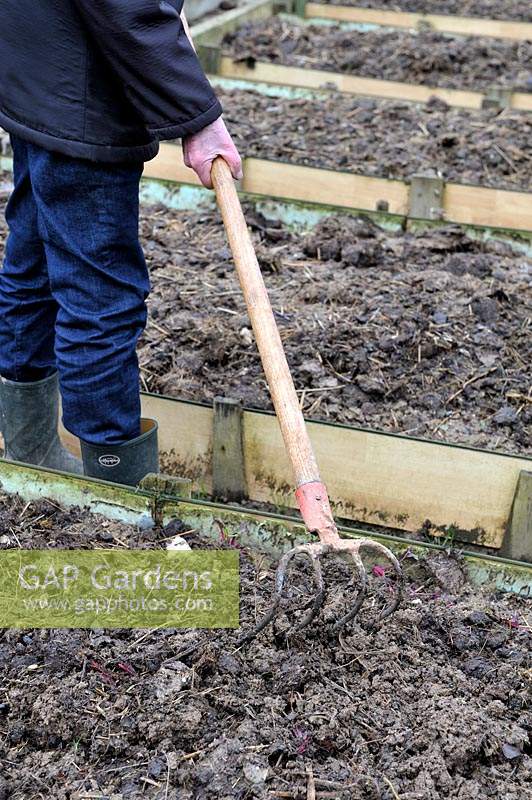 Raking over the soil with a claw after adding manure in raised bed