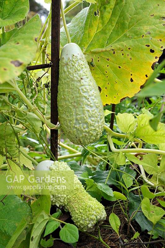 Lagenaria siceraria - Gourd 'Verruqueuse de l'ile Maurice'