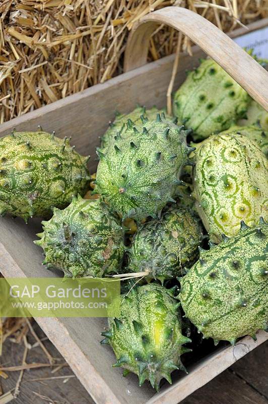 Cucumis metuliferus - Horned Cucumbers freshly harvested in a basket