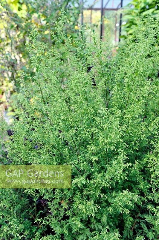 Artemisia annua - Sweet Wormwood