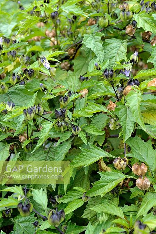 Nicandra physaloides -  Shoo-Fly Plant 