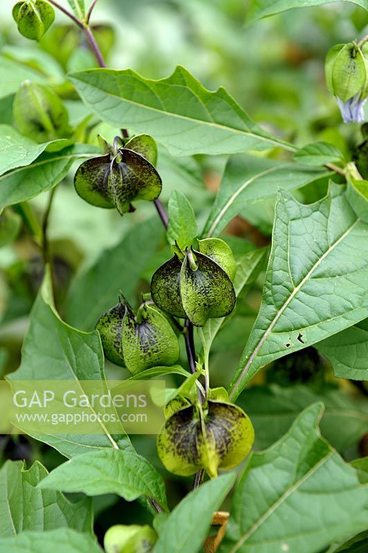 Nicandra physaloides -  Shoo-Fly Plant seedpods