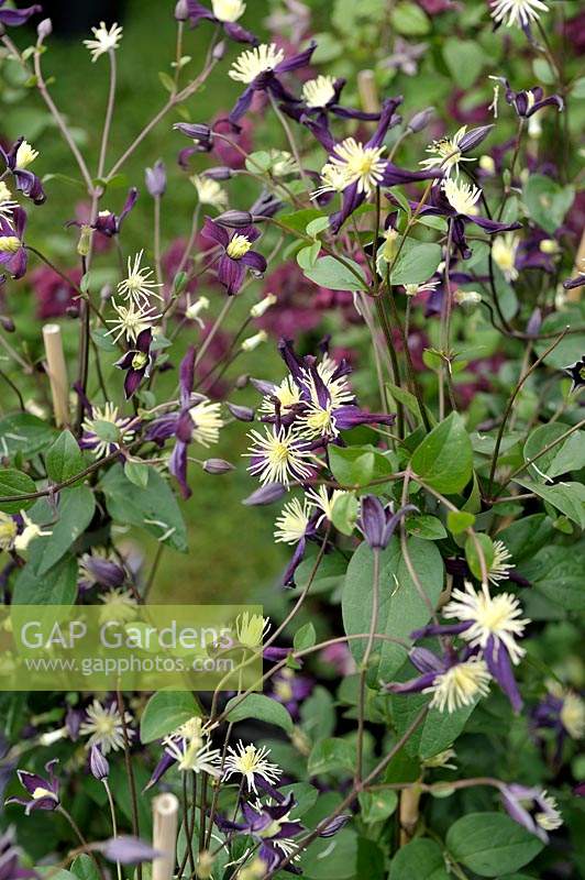Clematis x 'Aromatica'