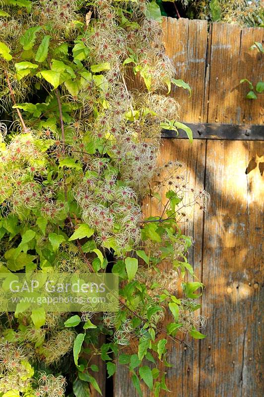 Clematis seed heads in autumn hanging over an old door