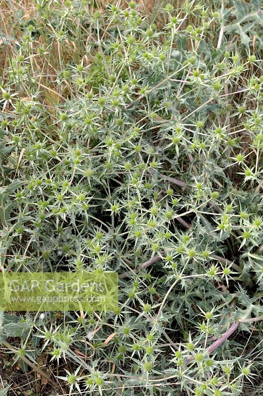 Eryngium campestre - field eryngo - growing wild