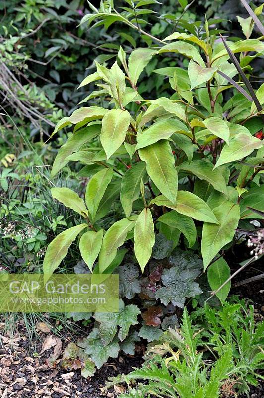Persicaria virginiana 'Compton's Form' - knotweed -  in a border and underplanted with Heuchera