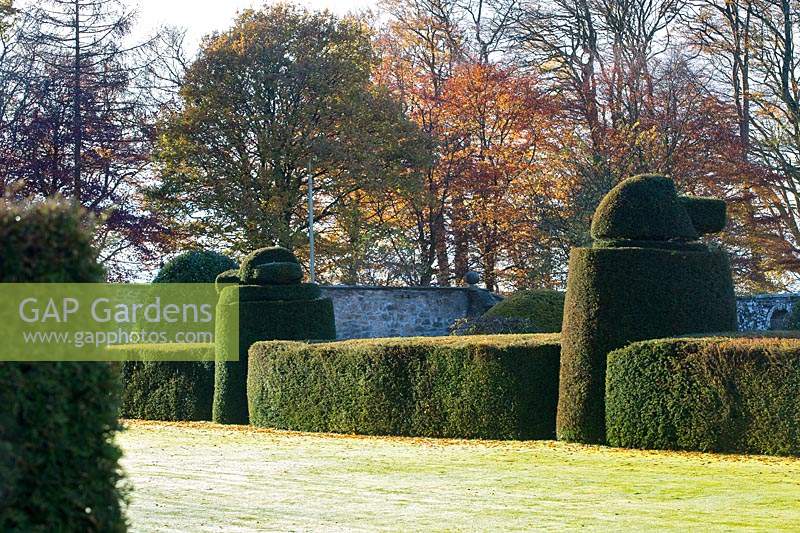Yew topiary and hedges