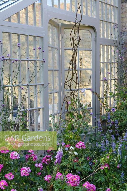 Inside a Lean-to greenhouse. Rosa 'Greetings',  Lathyrus - Sweet Peas and Nepeta grandiflora 'Summer Magic'