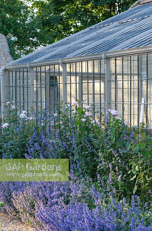 View of the lean-to greenhouse featuring flowering plants in front of it:  Rosa 'Queen of Sweden' and Nepeta grandiflora 'Summer Magic'