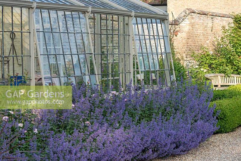View of a Victorian greenhouse featuring flowering plants:  Rosa 'Queen of Sweden', Nepeta grandiflora 'Summer Magic'