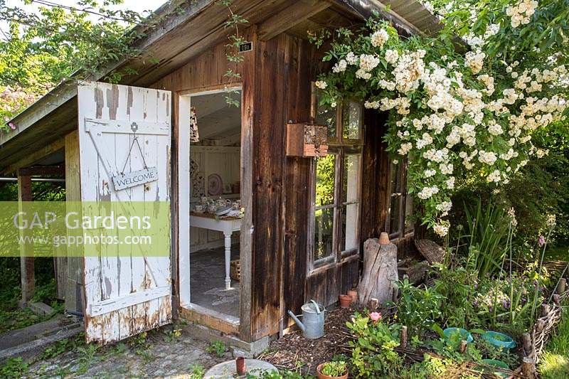 View of the ancient chicken house turned shop, with rambling Rosa 'Bobby James' in full bloom. 