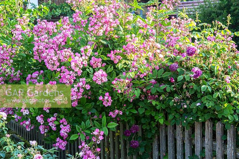 Rosa moschata 'Heinrich Conrad SÃ¶th' scrambling over a wooden picket fence. 