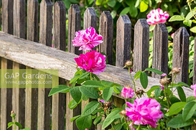 Rosa gallica 'Versicolor' - Rosa mundi growing through wooden picket fence  