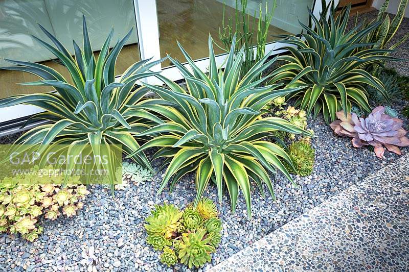Agave desmettiana 'Variegata' and other succulents planted in gravel bed in Californian garden. 