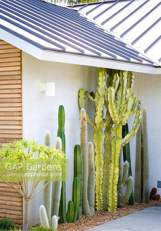 Narrow gravel bed next to house with a display of mature cacti and succulents
 