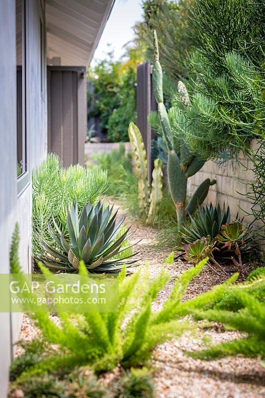 Narrow bed between house and boundary wall with Asparagus densiflorus
 with various cacti and succulents planted in gravel