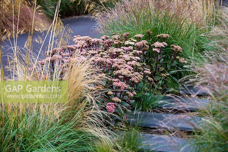 View along path and mixed border with Hylotelephium 'Matrona' - stonecrop 'Matrona' and Stipa tenuissima - Mexican feather grass. 