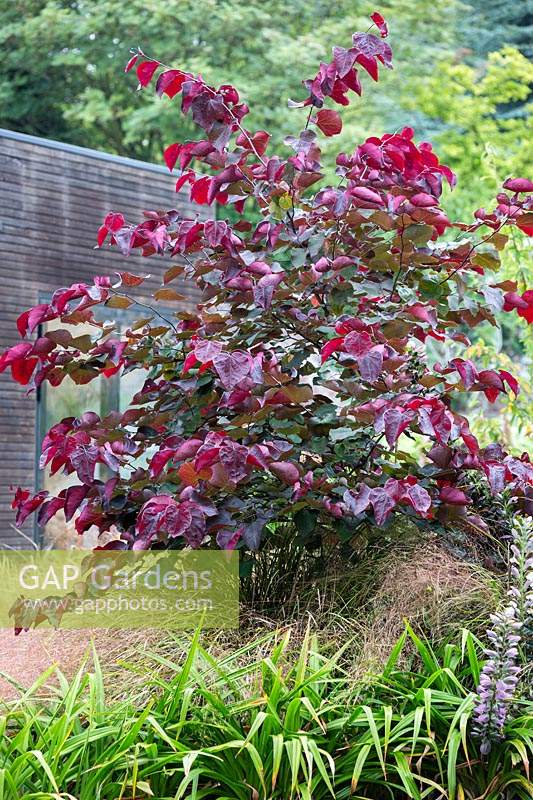 Cercis canadensis 'Forest Pansy' - Redbud 'Forest Pansy'