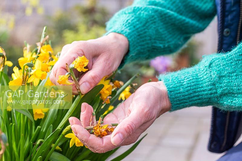 Detail of woman deadheading Narcissus 'Tete a Tete' - Miniature Daffodils to prevent them from using energy on setting seeds.