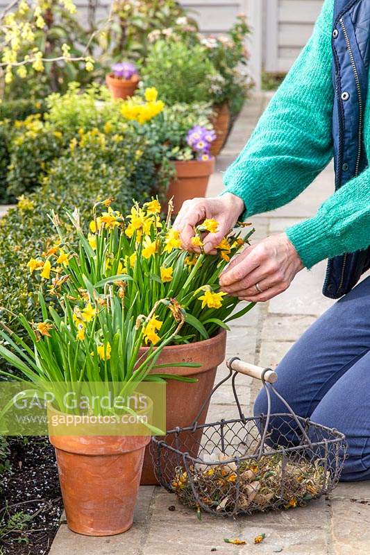 Woman deadheading Narcissus 'Tete a Tete' - Miniature Daffodils to prevent them from using energy on setting seeds.

