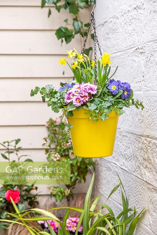 Bright, yellow plastic hanging pot planted with Hedera - Ivy, Narcissus 'Tete a Tete' - Dwarf Daffodils and mixed Primula - Primroses. 