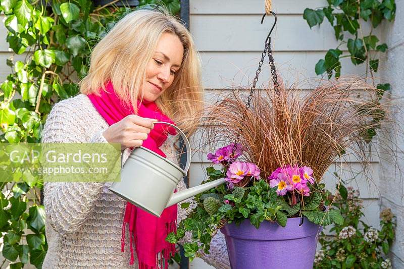 Woman watering purple hanging pot planted with Hedera - Ivy, Carex 'Comans Bronze' - Sedge and Primula - Primroses