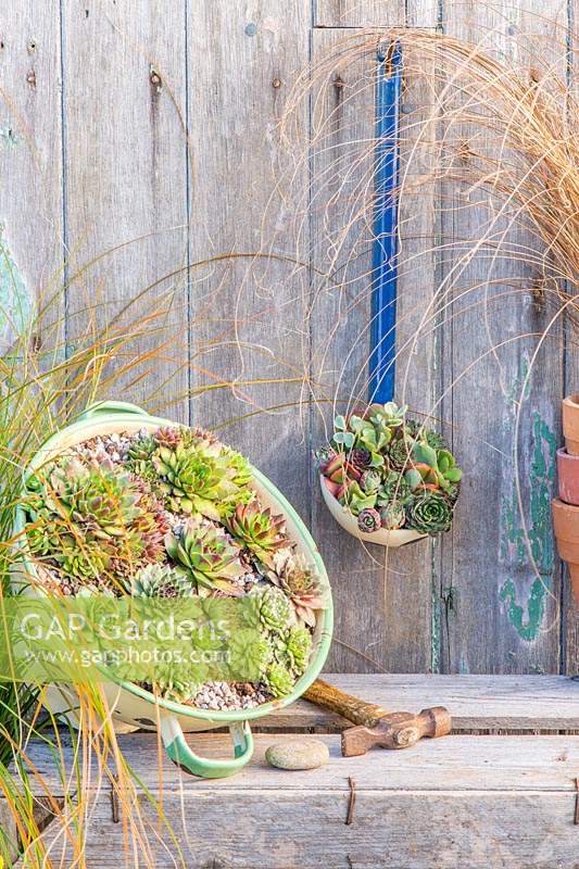 Display with enamel ladle and colander planted with mix of succulents