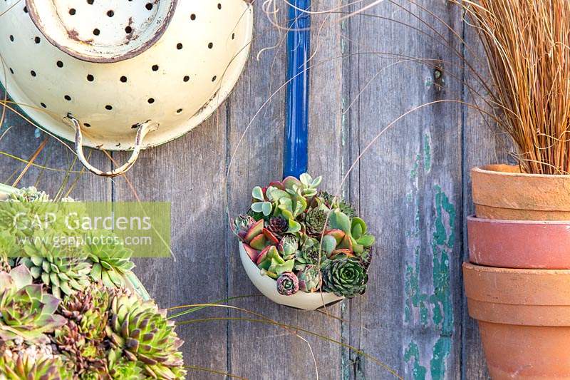 Display with enamel ladle and colander planted with mix of succulents. 