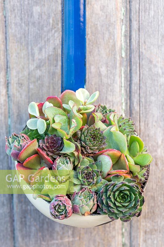 Enamel ladle planted with mix of succulents. 