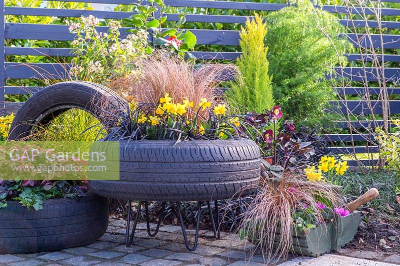 Tyre containers planted with Ophiopogon, Narcissus 'Tete a Tete', Carex testacea, Chionanthus and Hedera - Ivy. 
