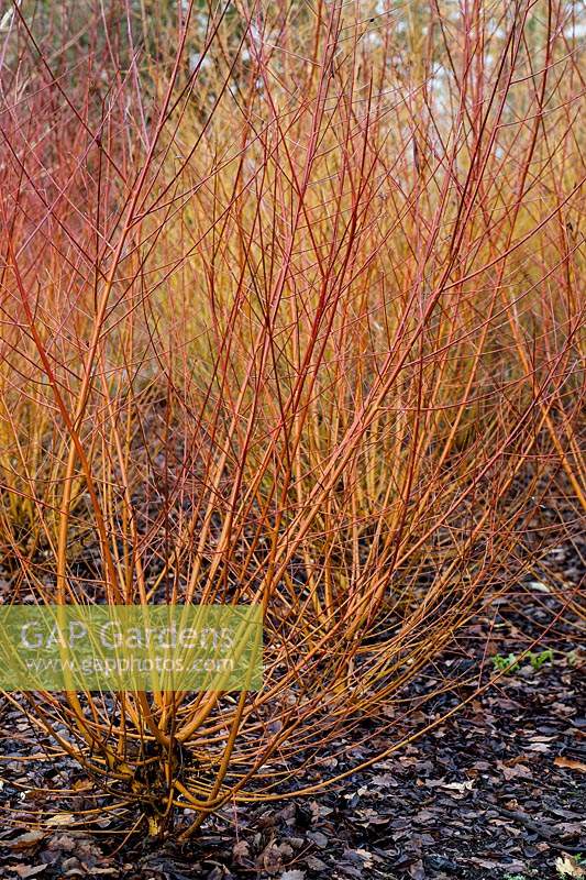 Salix alba var. vitellina 'Yelverton' - Golden Willow 'Yelverton'