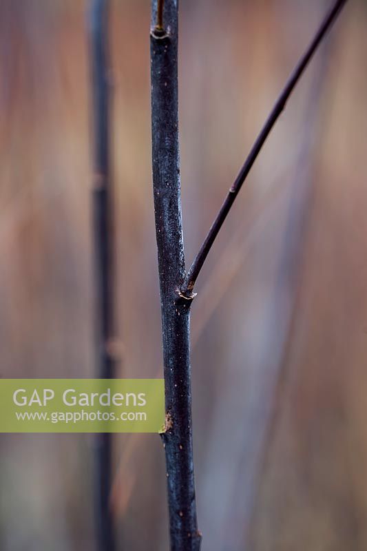 Salix triandra 'Black Maul'