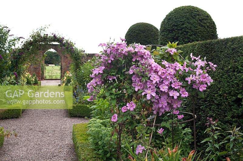 Clematis 'Hagley Hybrid' growing up plant support in formal garden, Wollerton Old Hall, Market Drayton, UK.