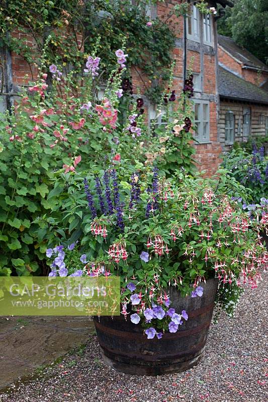 Oak barrel planted with fuchsias, salvias and petunias in the courtyard at Wollerton Old Hall, Market Drayton, UK. 