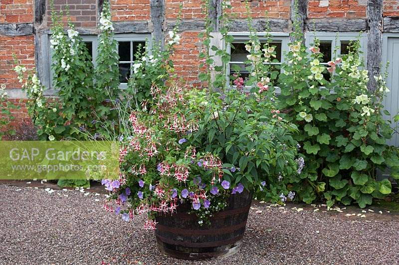 Oak barrel planted with fuchsias, salvias and petunias in the courtyard at Wollerton Old Hall, Market Drayton, UK.

