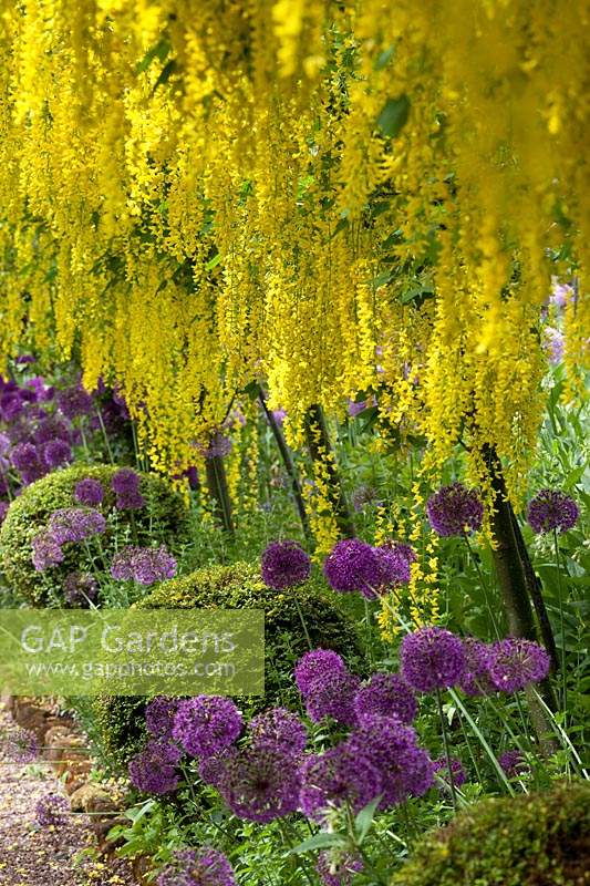Close up of the flowers in The Laburnum Tunnel at the Dorothy Clive Garden, Shropshire, UK. 