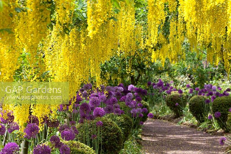 The Laburnum Tunnel at the Dorothy Clive Garden, with alliums, and box topiary balls lining the route.