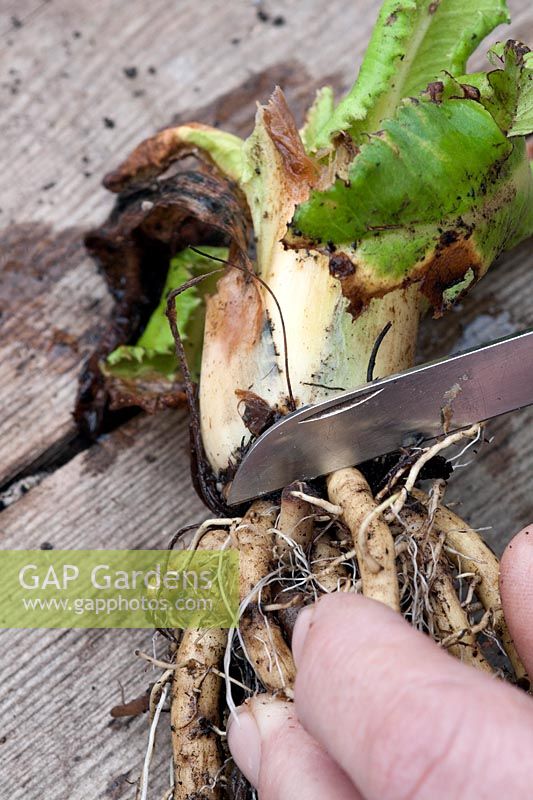 Person taking root cuttings from a Primula denticulata - Drum-headed Primula
