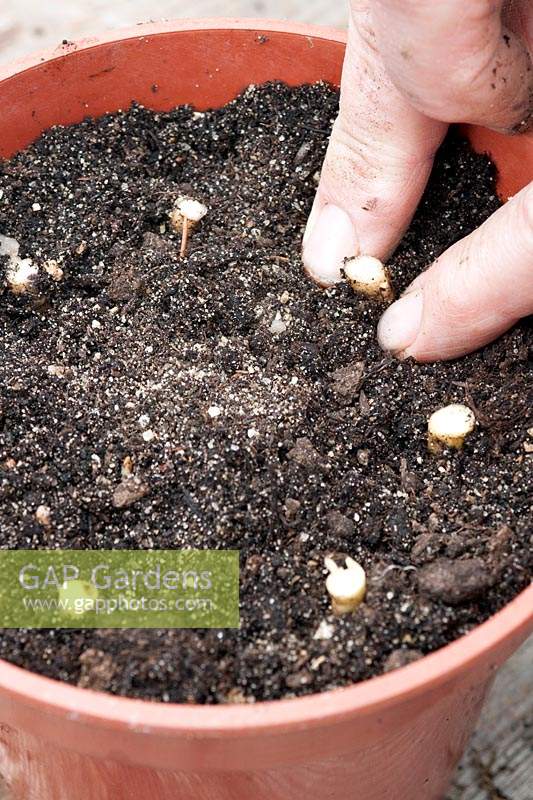 Planting root cuttings from a Primula denticulata - Drum-headed Primula - in pot of compost. 