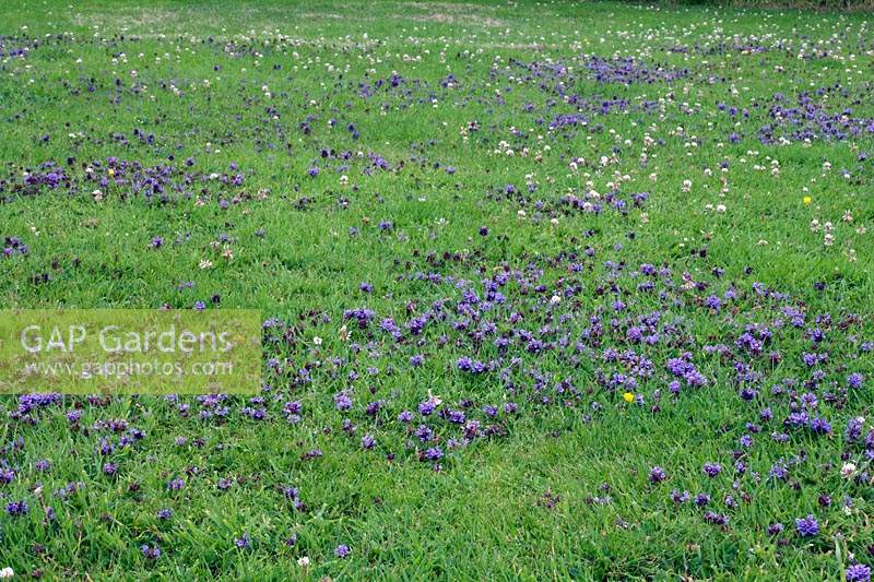 Prunella vulgaris - Self Heal - naturalised in lawn. 
