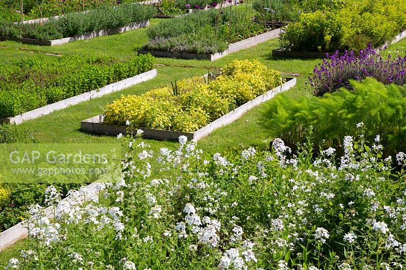 Flowering rocket, fennel, wallflowers and herbs in raised beds. 