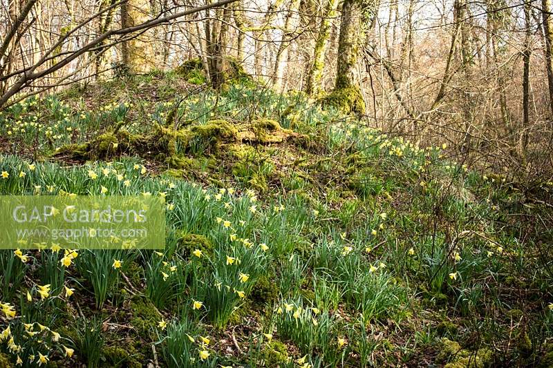 Narcissus pseudonarcissus - Wild daffodils in ancient woodland
