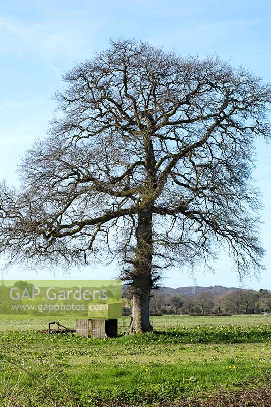 Quercus robur - English oak tree 