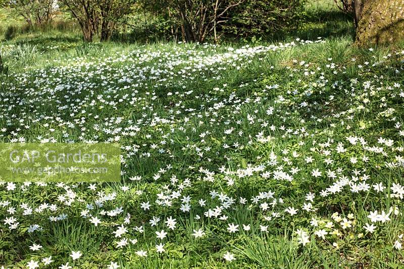 Anemone nemorosa - A carpet of wood anemones growing in semi-shade at the edge of woodland. Hampshire, UK. 