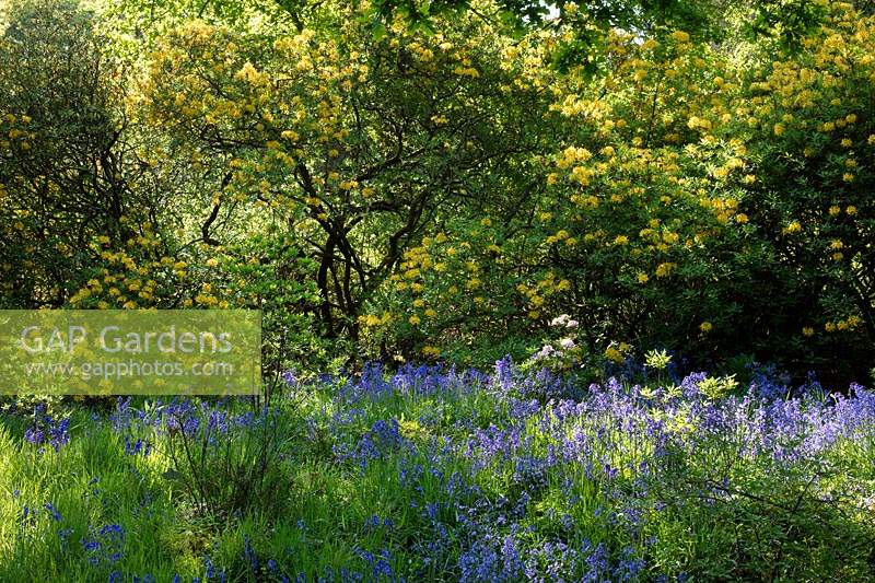Woodland garden with  Rhododendron luteum and Hyacinthoides non-scripta - Bluebells. The Woodland Garden. Bowood House, Wiltshire, UK. 
