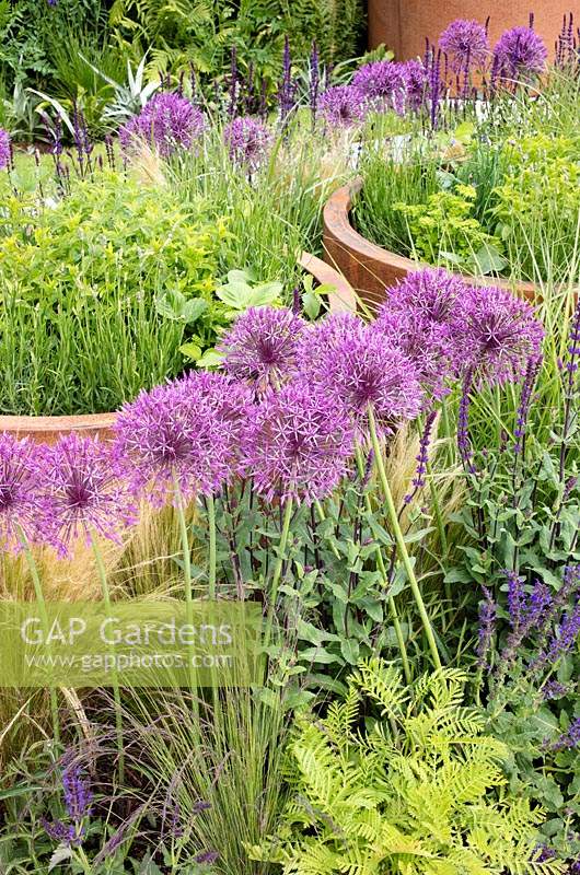 Salvia x superba and Allium christophii growing alongside large terracotta pots of mixed herbs. Space to Grow garden, RHS Chelsea Flower Show, 2018